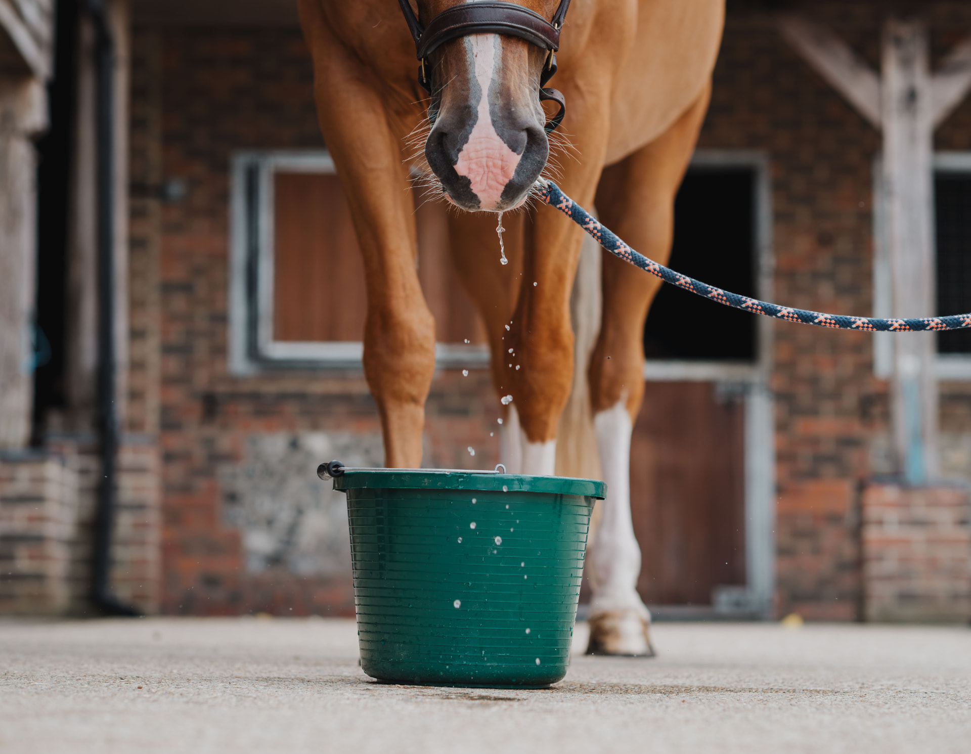 Horse drinking from a bucket — daily hydration support with Equinate Flow