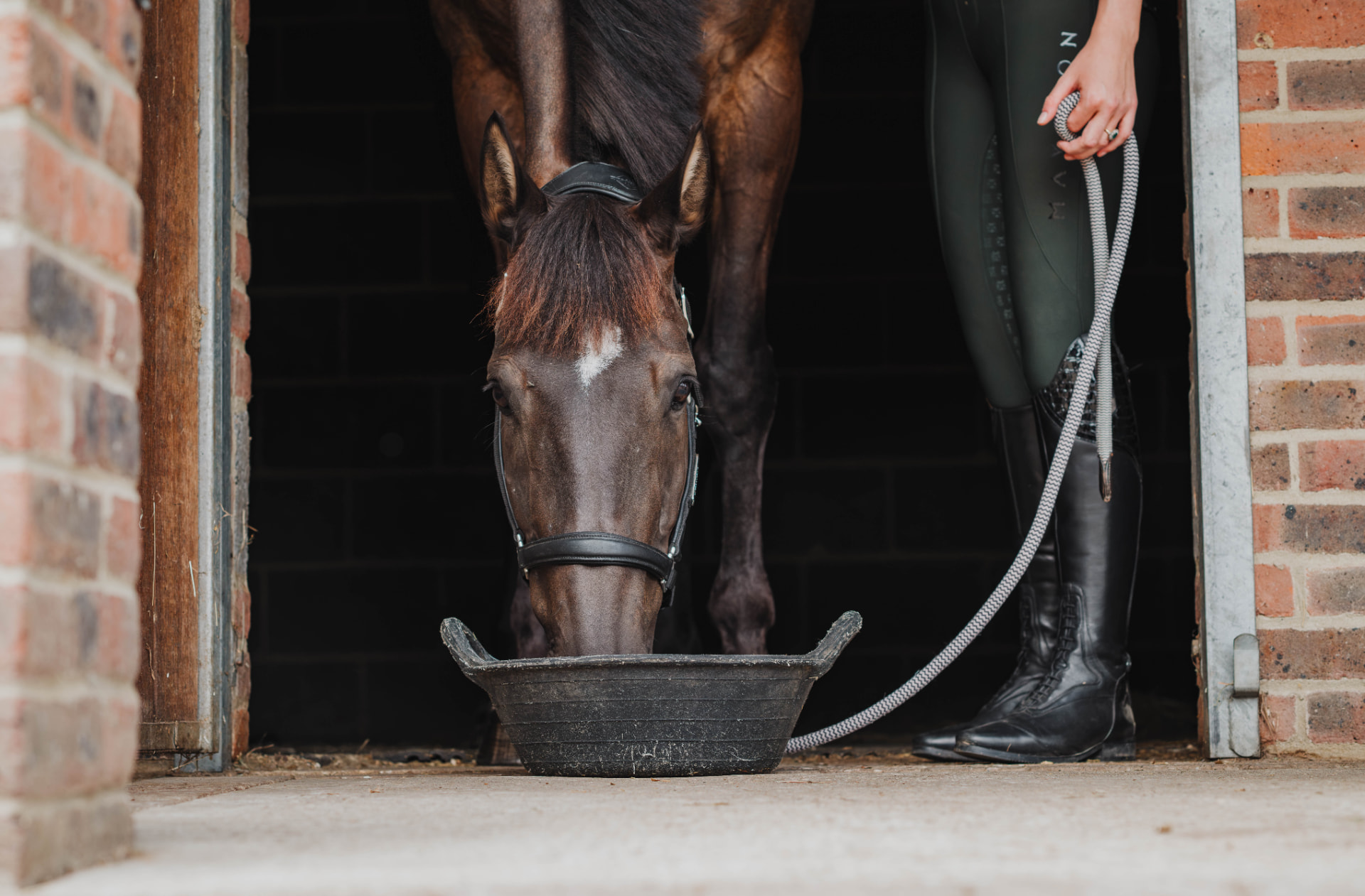 Horse drinking from a bucket in a stable